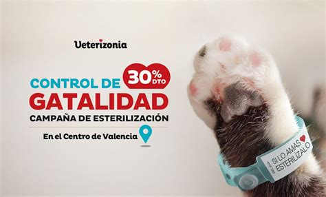 gatos gratis valencia|Encuentra tu gato ideal en Valencia